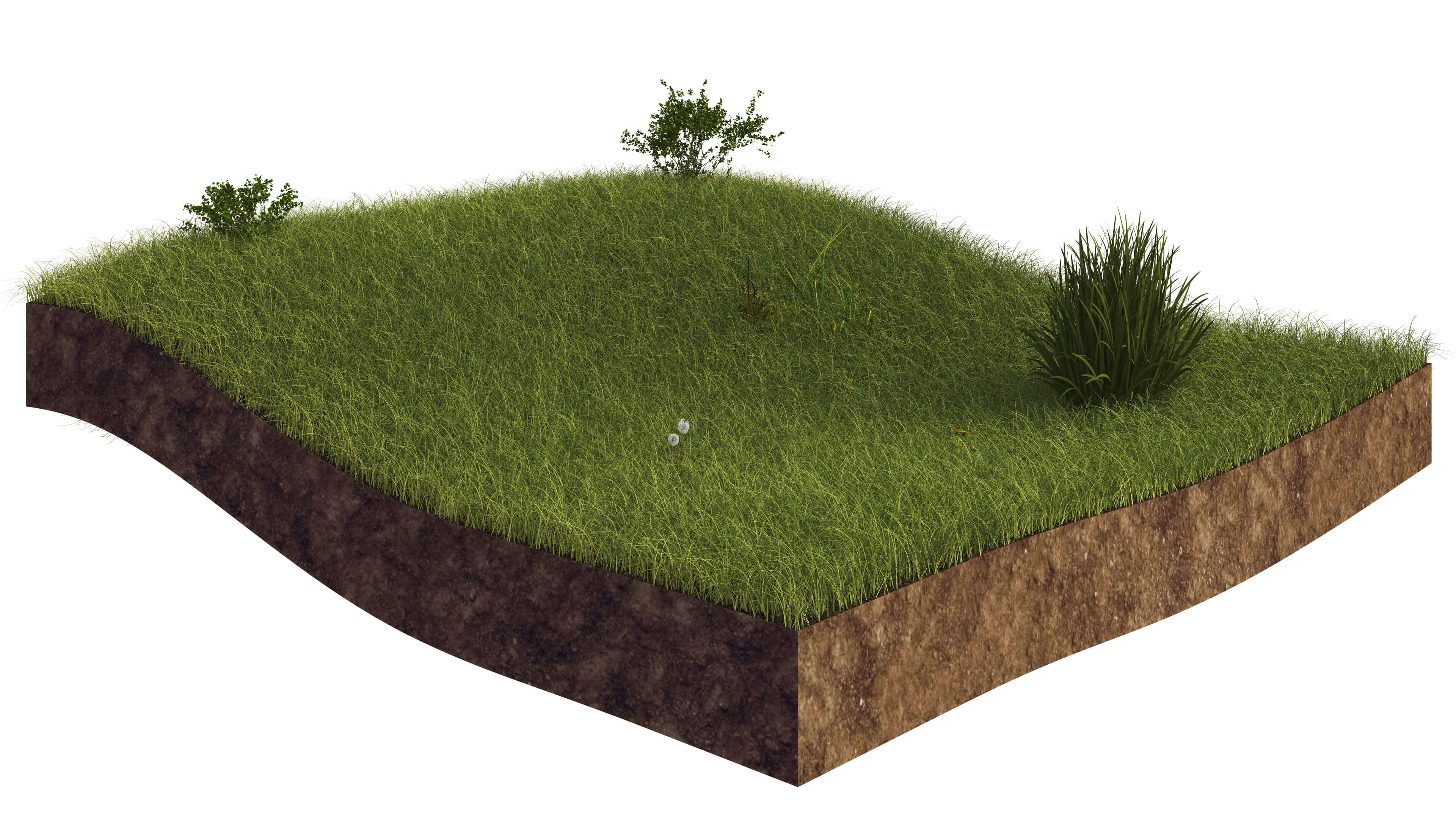 2018 11 28 atl 2019 grass